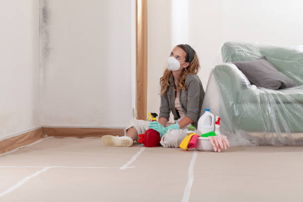 Reliable Mold Cleanup contractor in Ferndale, WA by Cheap Mold Removal